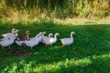 A flock of white and gray geese in the green grass under the willows. Several waterfowl return home.