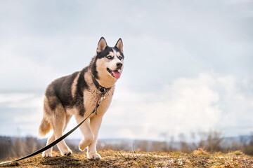 Portrait of a magnificent Siberian Husky standing in the background of a natural northern landscape.