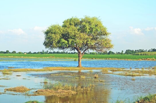 tree in the fields © sumit