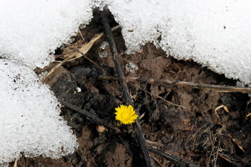 the first yellow spring flowers on the thaw