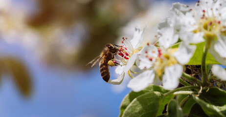 Bee pollinates a blooming flower in spring, close-up