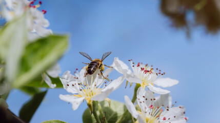 Bee pollinates a blooming flower in spring, close-up