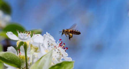 Bee pollinates a blooming flower in spring, close-up