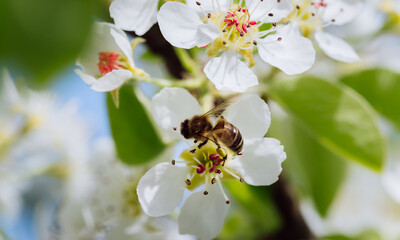 Bee pollinates a blooming flower in spring, close-up