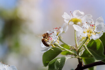 Bee pollinates a blooming flower in spring, close-up