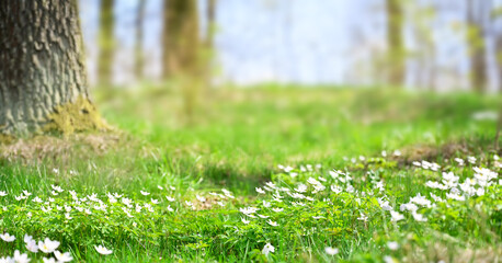Spring background. Tree trunk and white flowers in the forest.