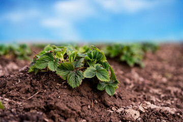 Strawberry bushes on the ground. Spring processing of strawberries before flowering. Top view