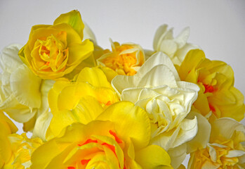 żółte narcyzy w wazonie (Narcissus), Wielkanoc,  wielkanocna dekoracja, wiosenne kwiaty, Easter...