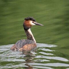 Great crested grebe swimming