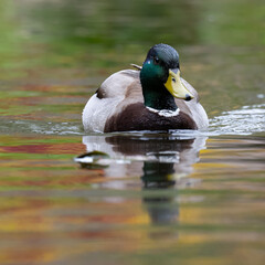 Male mallard duck in a pond