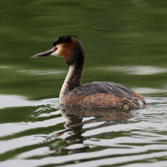 Great crested grebe swimming