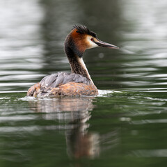 Great crested grebe swimming