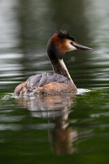 Great crested grebe swimming