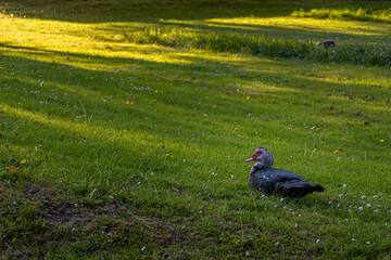 Black and white Muscovy duck lying on the grass