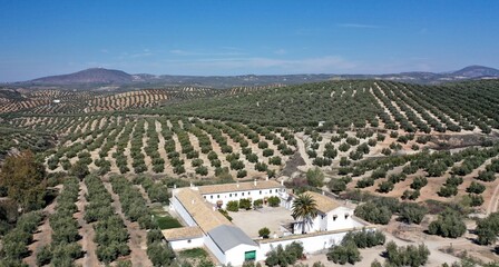 Obraz premium survol des champs d'oliviers (oliveraies), hacienda et village blanc en Andalousie dans le sud de l'Espagne 