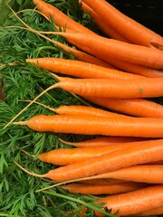 Freshly harvested carrots with a green stalk