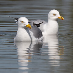 Two yellow-legged gulls in perfect symmetry whilst swimming in Bushy Park