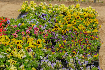 Colourful bunch of mixed flowers closeup.