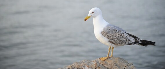 Un gabbiano sul sfondo del mare