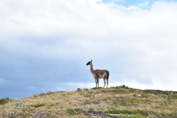 Animal da Patagônia