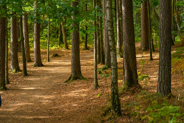 walking path through a forest at fall..