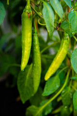 Ripe peas Pisum sativum in summer..