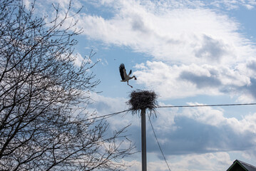 A white stork (bird) is flying in the countryside (village, country) 