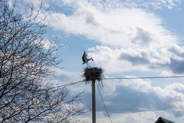 A white stork (bird) is flying in the countryside (village, country) 