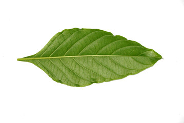 mucle orgánico para regular plaquetas de los diabeticos