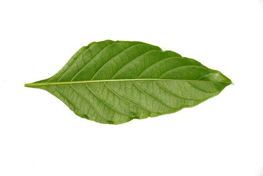 mucle org&aacute;nico para regular plaquetas de los diabeticos