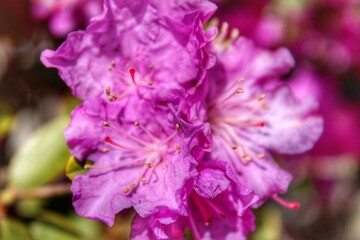 Pink Azalea Flowers 