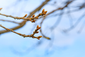 Young buds on the branches of a tree in the rays of the spring sun. Spring.