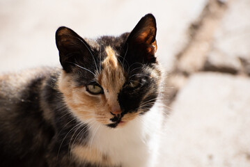 A multicolored cat in the village (country) outside in spring