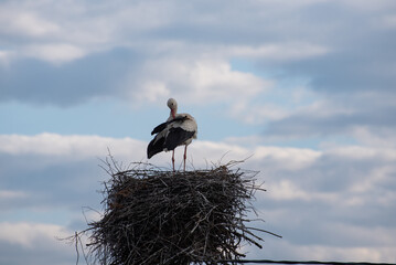A white stork (bird) is sitting in the nest