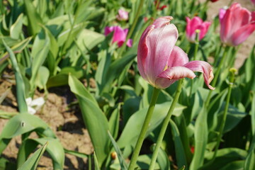 Feld mit pinken Tulpen bei Sonne im Frühling 