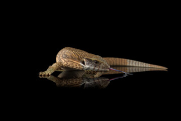 The savannah monitor lizard isolated on black background