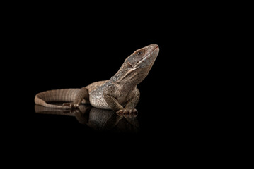 The savannah monitor lizard isolated on black background