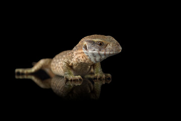 The savannah monitor lizard isolated on black background