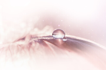 Transparent water droplets on pink feather on turquoise background, Dreamy elegant image of fragility and beauty of nature. Light airy natural Desktop background. Macrophotography. Selective focus.