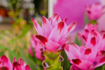Obraz premium Colourful bunch of mixed flowers closeup.