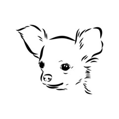 Chihuahua dog - isolated vector illustration chihuahua vector