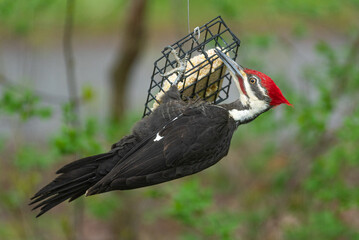 Pileated woodpecker perched on suet feeder in spring near woods