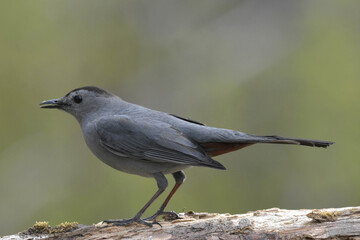 Grey Catbird