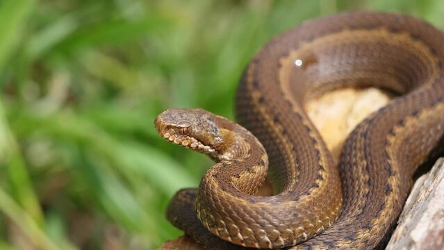 Seoane's viper or Cantabrian viper (Vipera seoanei)