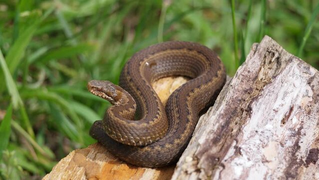 Seoane's viper or Cantabrian viper (Vipera seoanei) Snake on a wooden log