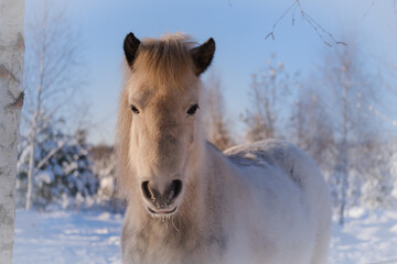 White icelandic horse in snow