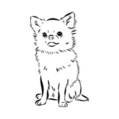 Chihuahua dog - isolated vector illustration chihuahua vector