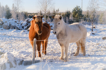 Naklejka na ściany i meble White and brown icelandic horse in snow