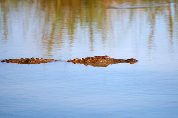 Mugger crocodile or Crocodylus palustris swims in water