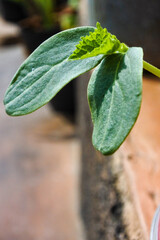 young leaves at the tip of a cucumber plant sprout with bokeh effect